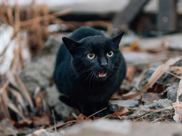 black cat making angry face showing teeth on pink background, Stock image