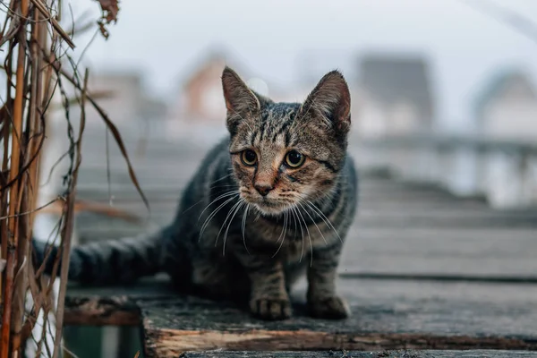 Kat Met Schattige Ogen Buiten — Stockfoto