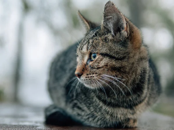 Кошка Симпатичными Глазами Улице — стоковое фото