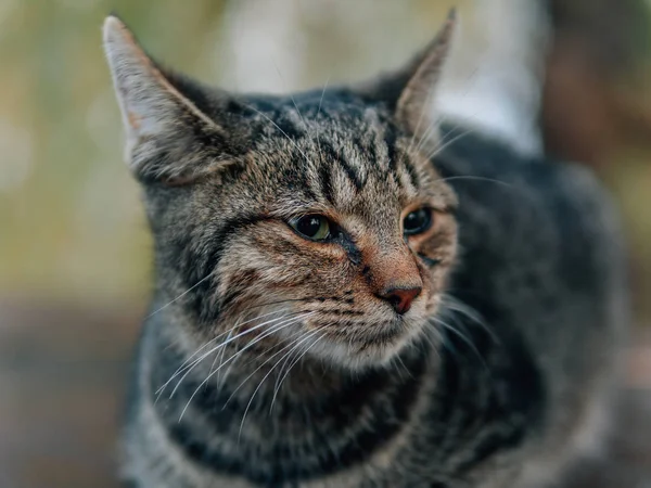 Chat Avec Des Yeux Mignons Plein Air — Photo