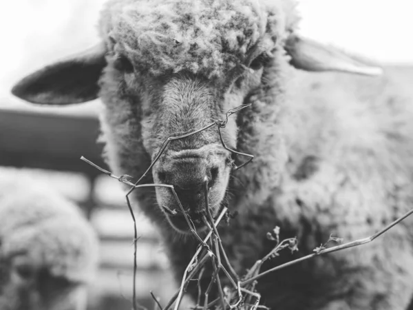 Ovinos Pastagem Exploração Agrícola — Fotografia de Stock