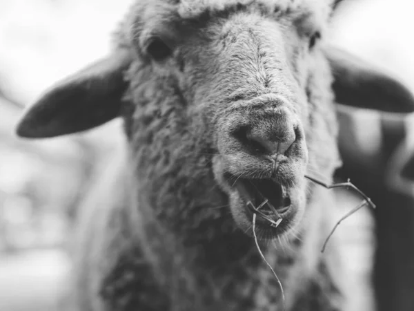 Ovinos Pastagem Exploração Agrícola — Fotografia de Stock
