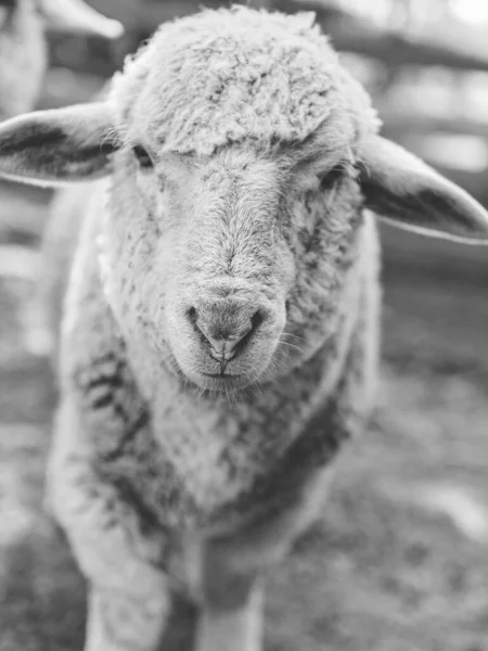Moutons Sympathiques Ferme — Photo