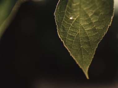 Ağaçtaki yeşil yapraklar