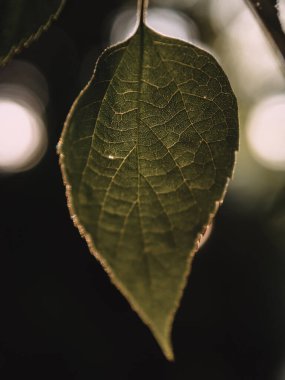 Ağaçtaki yeşil yapraklar