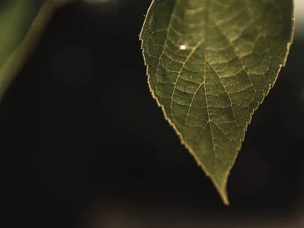 Feuilles Vertes Sur Arbre — Photo