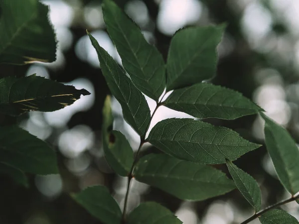 Green Leaves Tree — Stock Photo, Image