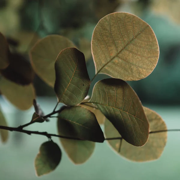 Green Leaves Tree — Stock Photo, Image