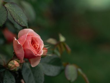 Bahçede kırmızı gül çiçeği