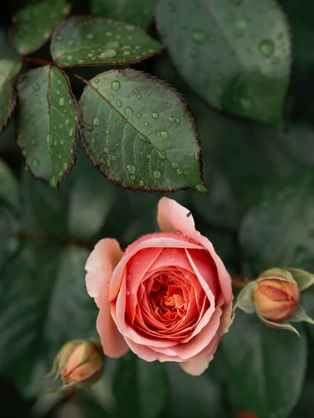Czerwony Kwiat Róży Ogrodzie — Zdjęcie stockowe