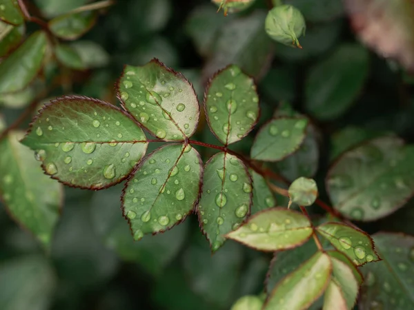 Foglie Verdi Con Gocce Acqua — Foto Stock