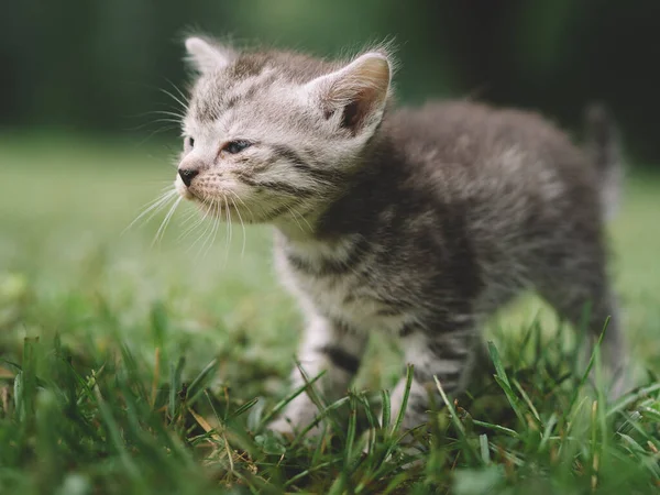 庭での子猫の第一歩 — ストック写真