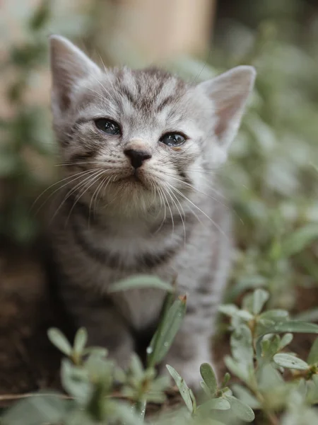 Kočka Zahradě Roztomilý Portrét Koťátka — Stock fotografie
