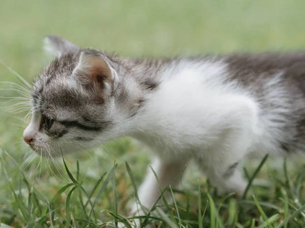 庭の猫 かわいい子猫の肖像画 — ストック写真