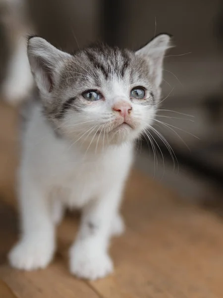 Gato Jardim Retrato Bonito Gatinho — Fotografia de Stock