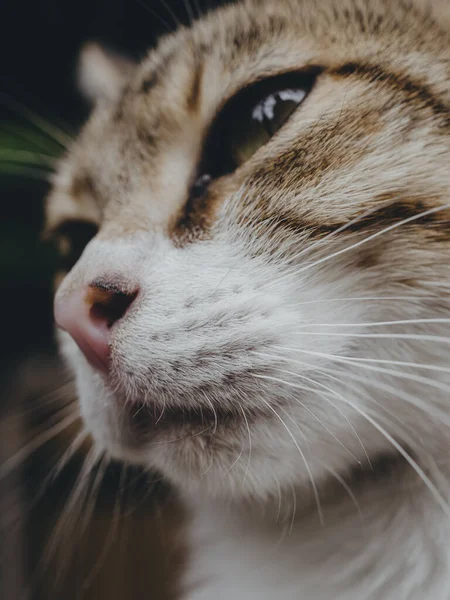 Retrato Gato Gato Soñoliento — Foto de Stock