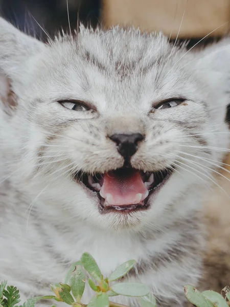 Lindo Gatito Cerca Retrato — Foto de Stock