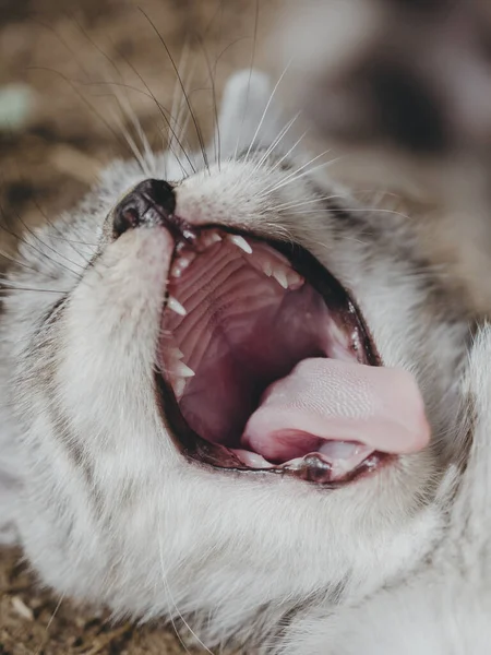 귀여운 고양이 사진을 — 스톡 사진