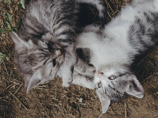 Котята Играют Саду — стоковое фото