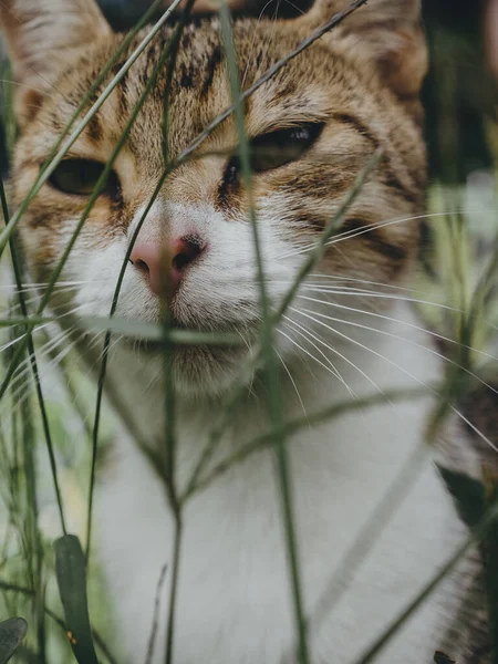 Cat portrait, sleepy cat