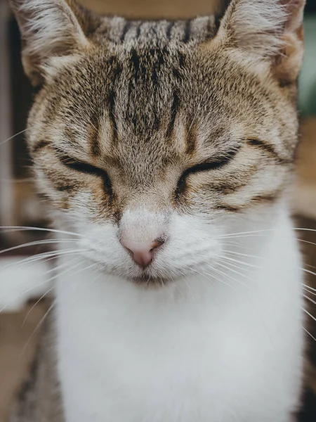 Katzenporträt Verschlafene Katze — Stockfoto