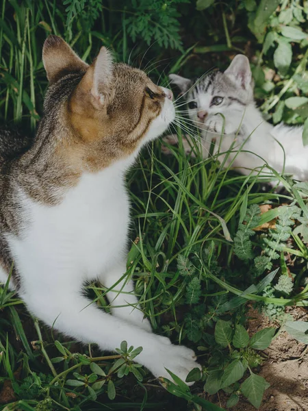 Кішки Саду — стокове фото
