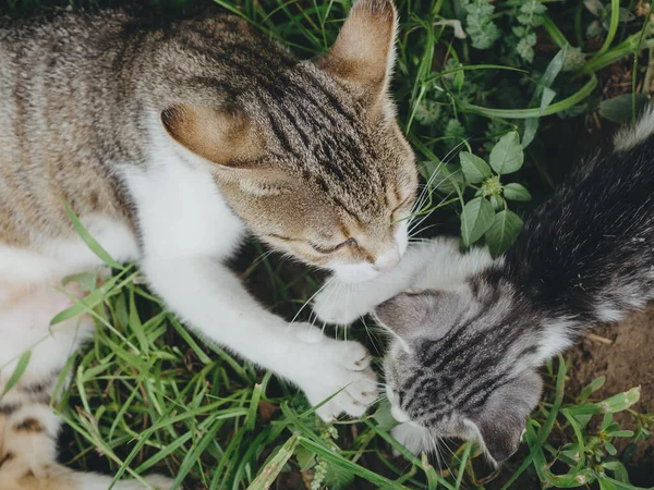 Chats Dans Jardin — Photo