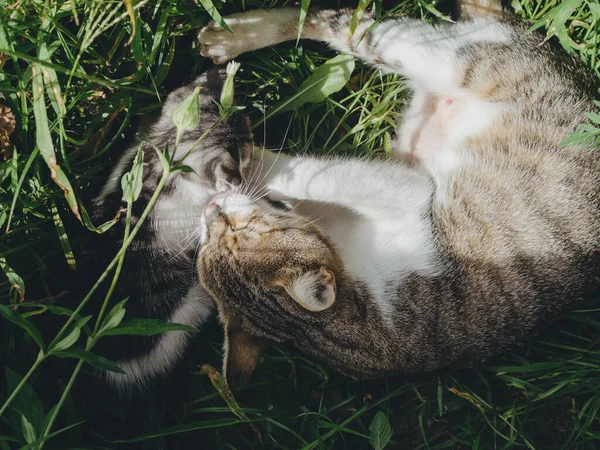 Katter Trädgården — Stockfoto