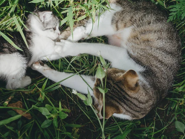Кошки Саду — стоковое фото