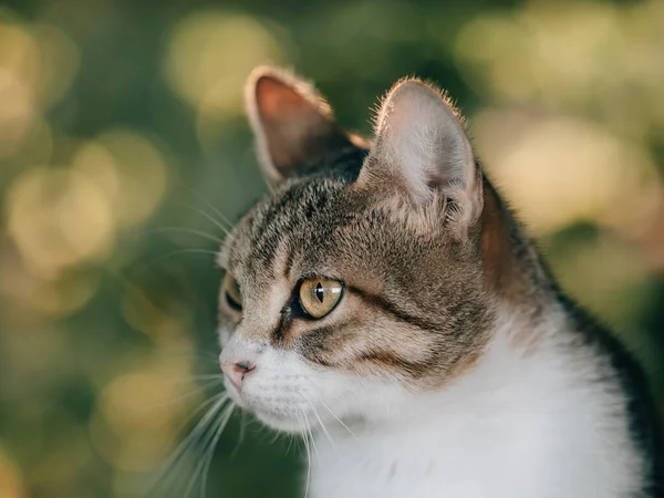 Кошачий Портрет Очаровательный Портрет Кошки — стоковое фото