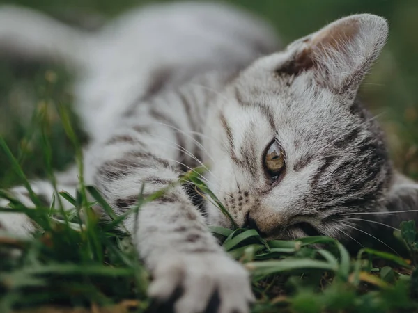 Porträt Eines Niedlichen Kätzchens Katzenporträt Mit Geringer Schärfentiefe — Stockfoto