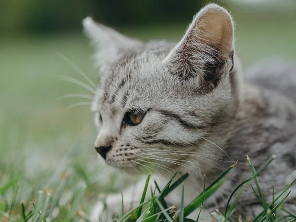 Porträtt Söt Kattunge Kattporträtt Med Grunt Skärpedjup — Stockfoto