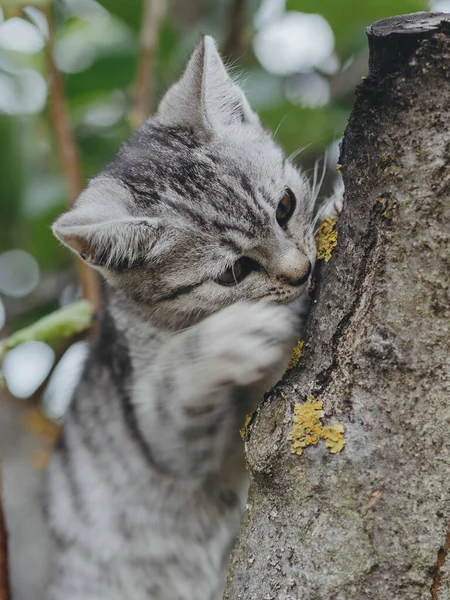 Katze Klettert Auf Baum — Stockfoto
