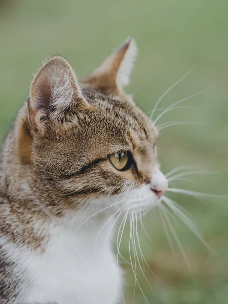 Nahaufnahme Einer Katze — Stockfoto