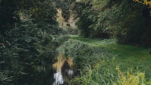 Rivière Dans Forêt — Photo