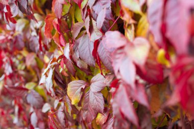 Sonbahar yaprakları. Sonbahar mevsimi.