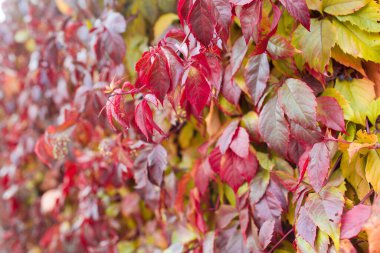 Sonbahar yaprakları. Sonbahar mevsimi.