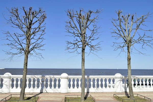 Άνοιξη Δέντρα Στην Παρατήρηση Deck Στο Πάρκο Peterhof — Φωτογραφία Αρχείου