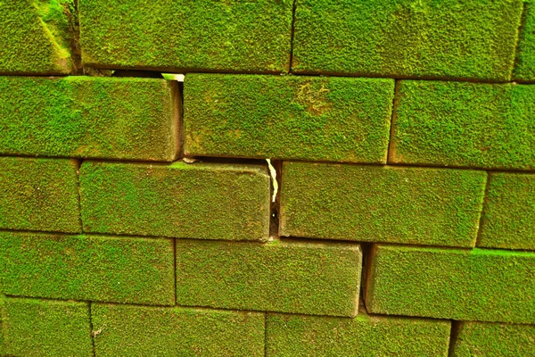 Ziegelsteinmauer Mit Moospilz Grün — Stockfoto