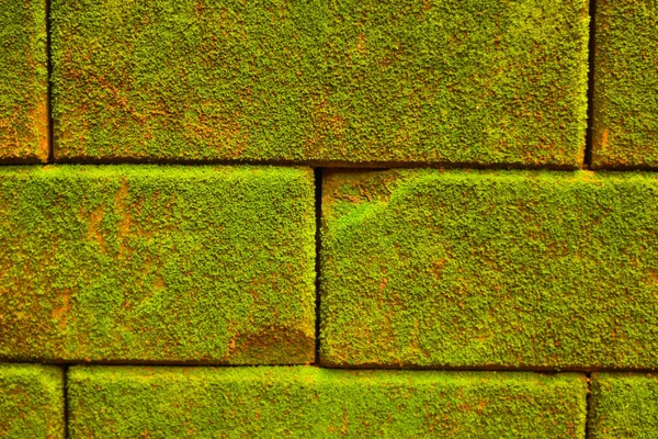 Block brick wall with moss fungus green.