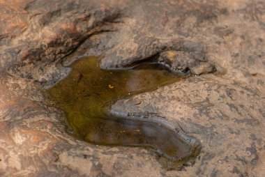 Etobur dinazor ayak izleri damgalı üzerinde kumtaşı. Jeolojik olarak kabul. Birkaç yüz milyon yaşında. Jurassic dönem beri