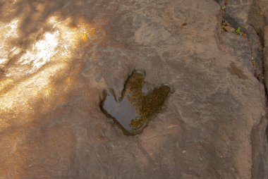 Etobur dinazor ayak izleri damgalı üzerinde kumtaşı. Jeolojik olarak kabul. Birkaç yüz milyon yaşında. Jurassic dönem beri