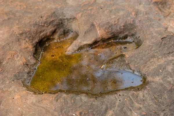 Отпечатки Плотоядных Динозавров Песчанике Геологически Предполагается Несколько Сотен Миллионов Лет — стоковое фото