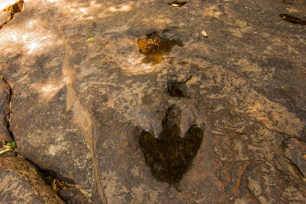 Pegadas Dinossauros Carnívoros Carimbadas Arenito Geologicamente Assumido Várias Centenas Milhões — Fotografia de Stock