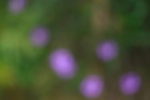 Verschwommener Hintergrund Aus Bunten Blumen — Stockfoto