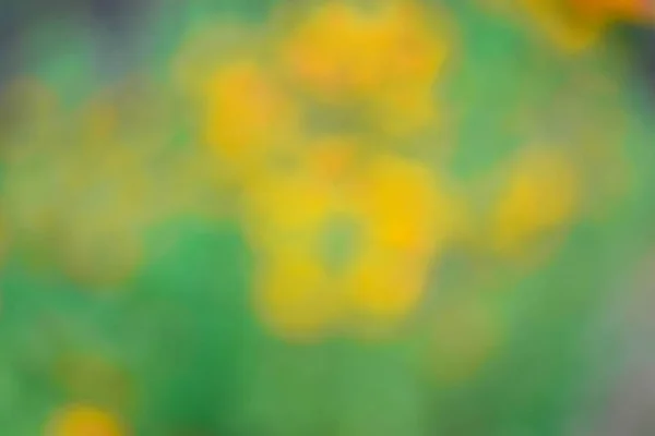 色とりどりの花のぼやけた背景 — ストック写真