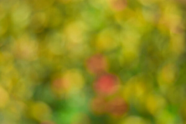 Blurry background of multicolored flowers.