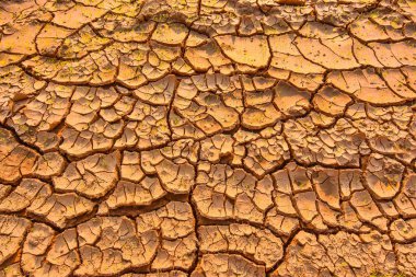 Kurak tarım arazisi küçük Fideler ölmek için can.