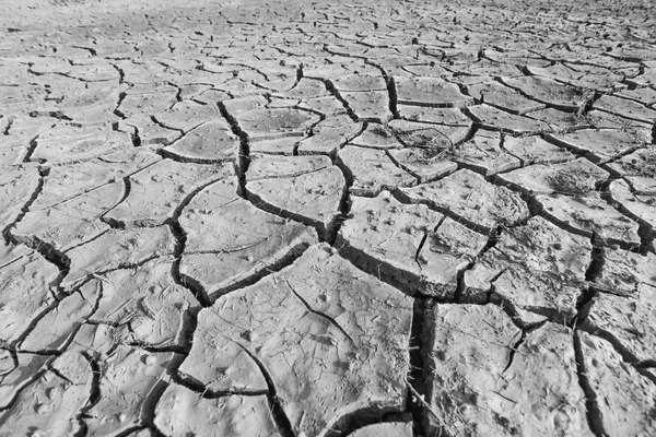 Pequeñas Plántulas Mueren Por Morir — Foto de Stock