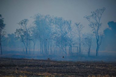 Tropikal Güneydoğu Asya'da. Kuru sezon çiftçilerin pirinç anız yakmak ve pirinç tarlaları saman. Yabani otlar ve zararlıları ortadan kaldırmak için. Çok duman göğe yükselmeye neden. Sera etkisi ve küresel ısınma nedenlerinden biri.